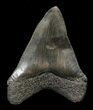 Serrated Megalodon Tooth - Georgia River #45322-1